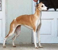 Étalon Whippet - CH. Appleton state de Can Nel