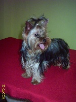 Étalon Yorkshire Terrier - Yuka de yazora