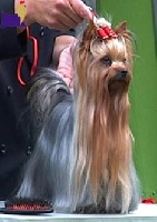 Étalon Yorkshire Terrier - CH. pearlstring As time goes by