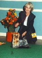 Étalon Yorkshire Terrier - CH. pearlstring Come rain come shine