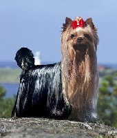Étalon Yorkshire Terrier - CH. pearlstring Life is a cabaret