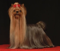 Étalon Yorkshire Terrier - CH. pearlstring Come sway with me