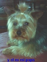 Étalon Yorkshire Terrier - Gavilan de rey albert