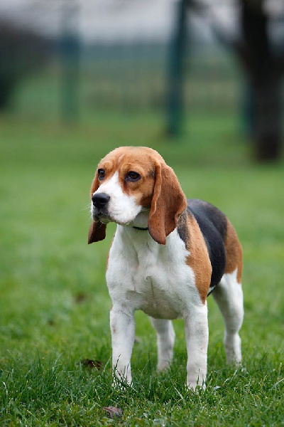 Cybelle (Sans Affixe)