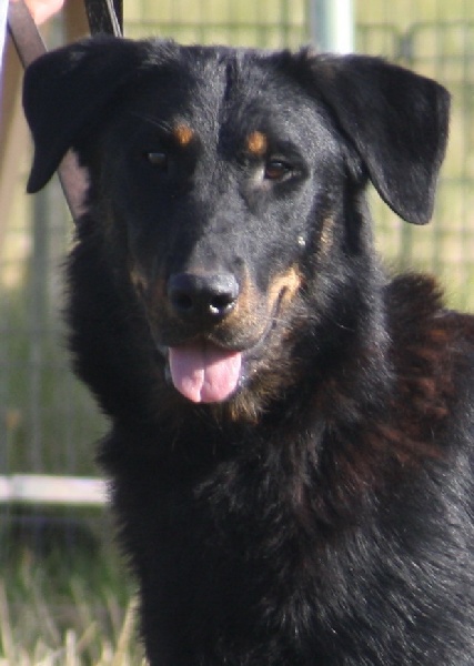 Furie denka du Domaine des Gardiens de la Vallée