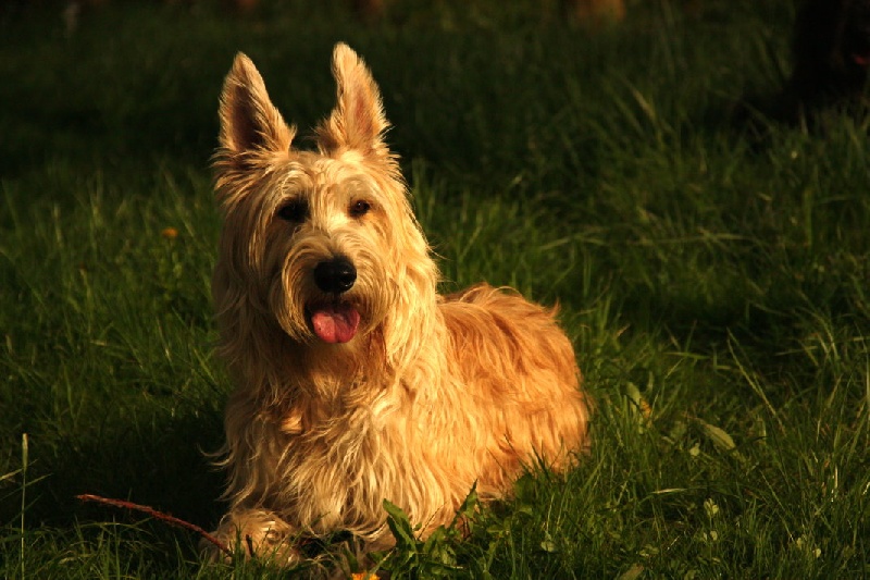 Publication : von Burg Neuenfels Auteur : Diringer