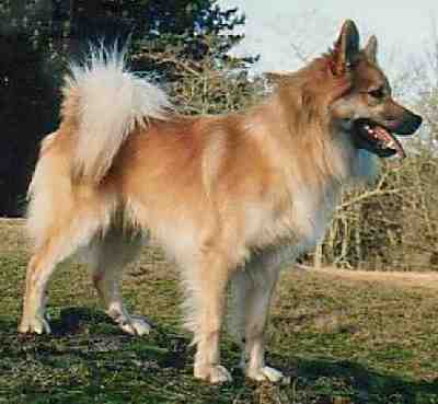 Björn fra thytur stadir