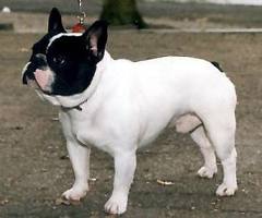 CH. Don camilo De la Parure