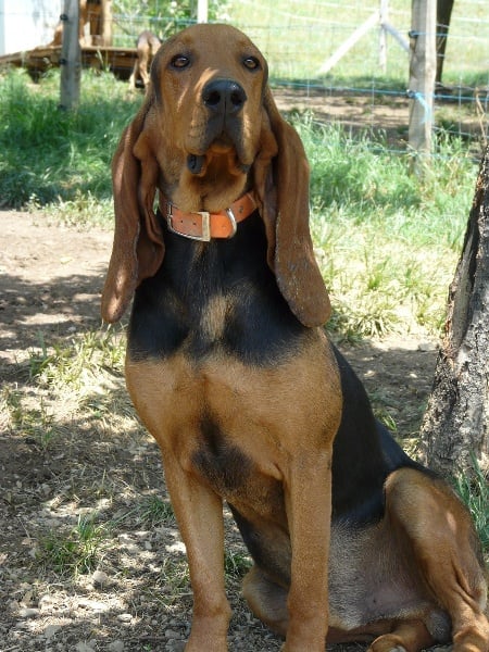 Publication : de l'echo de Loubet