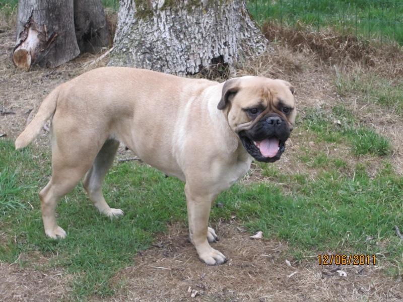 Publication : Du Sureau Auteur : Brismer