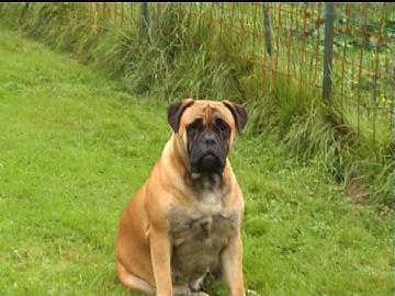 Publication : Du Sureau 