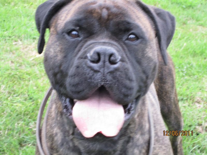 Publication : Du Sureau Auteur : Brismer