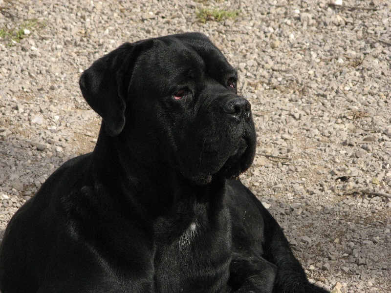 Publication : del nero velluto Auteur : Massimiliano Rollo