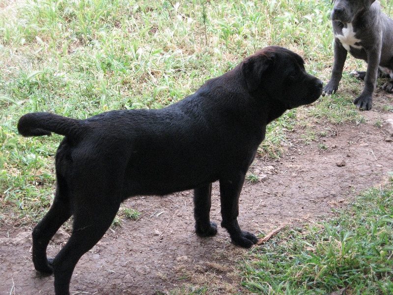 Publication : del nero velluto Auteur : Massimiliano Rollo