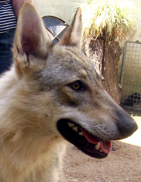 Publication : de Montagrimo 