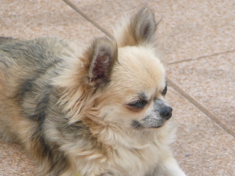 CH. Tiffany du royaume des bouts de chou