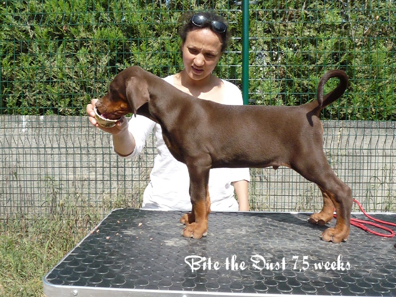 Publication : Gangsta Pride Auteur : Myriam COSMAO