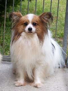 Coyotte de l'Or en barre