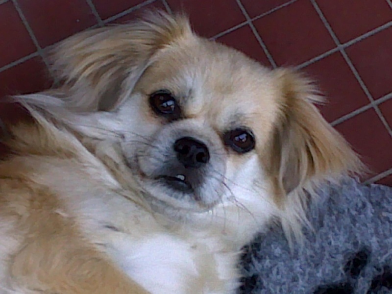 Blu'minh De la vallee de simba