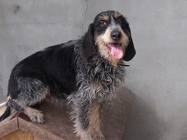 Publication : Du Petit Coutouras 