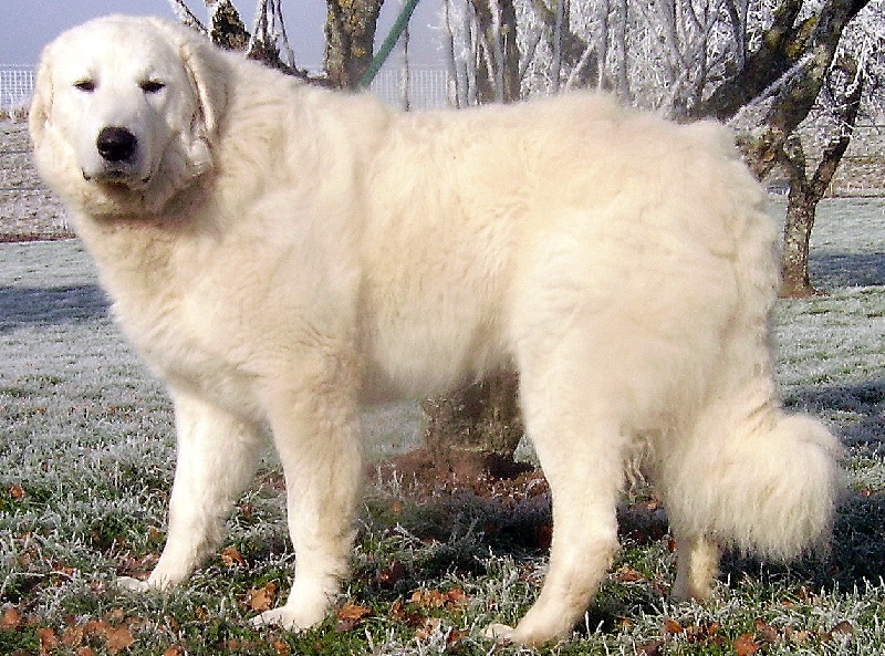 Publication : Too-Kiss Auteur : Latzko