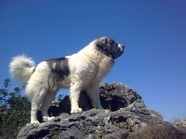 Publication : Campo Olimpo Auteur : SIFRES ESCRIBANO , MIGUEL ANGEL