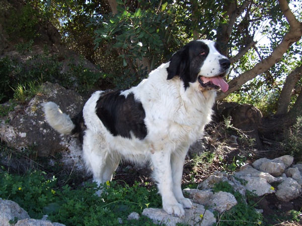 Publication : Campo Olimpo Auteur : SIFRES ESCRIBANO , Miguel Angel