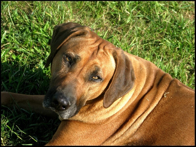 Cayenne du Royaume de Diane