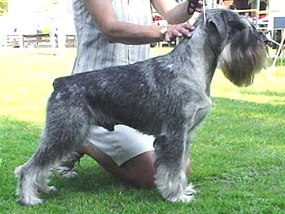 CH. Jetaime talhi Majorforce