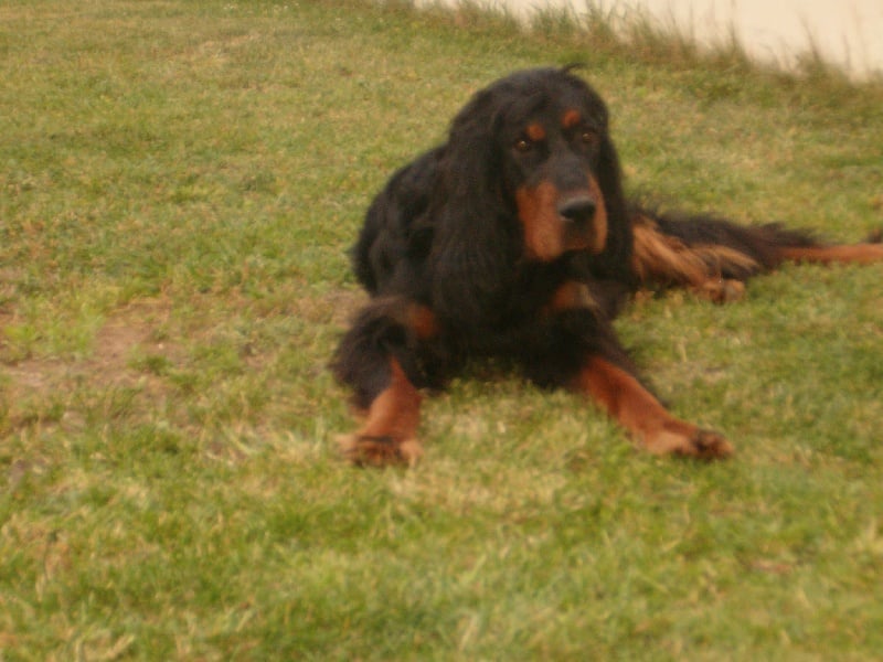 Black-pearl Du clos de la capitainerie