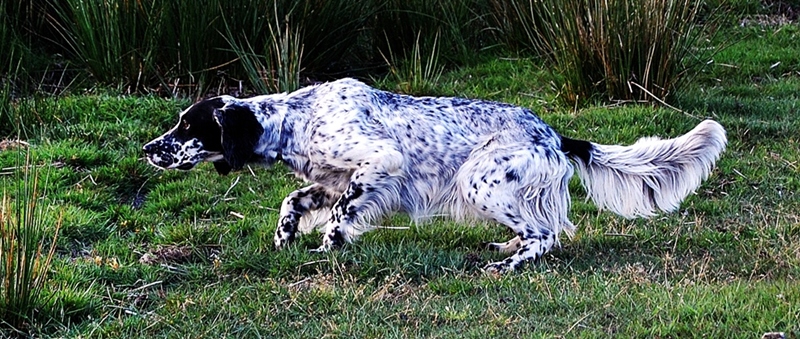 Fergie des Sept Provinces