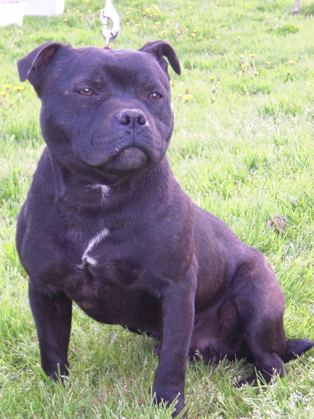 Publication : Dreamlands'dogs