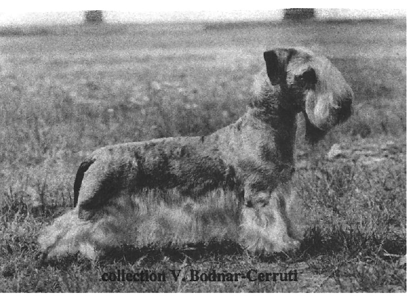 CH. Janeiro boheme van bodasca