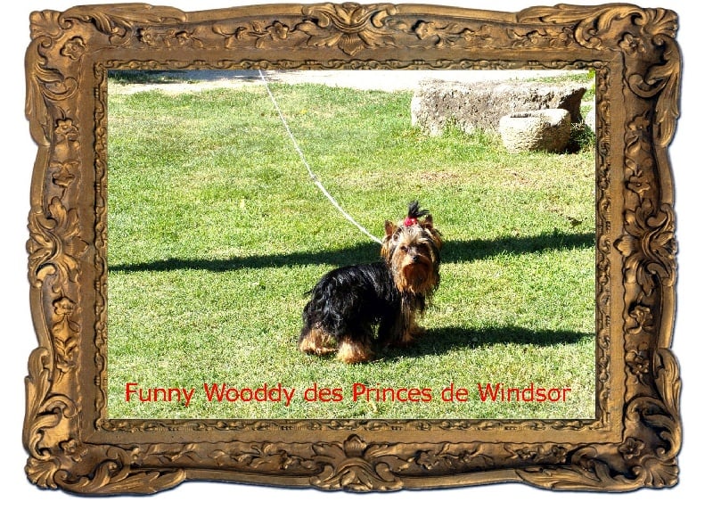 Funny wooddy des Princes de Windsor
