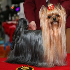 CH. Embassy of padawi's