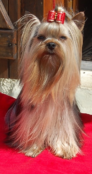 Publication : De la vierge doree Auteur : FAUDE