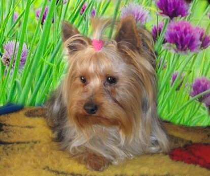 Benjie du chemin de l'Eldorado