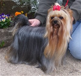 Funny kiss of bregadoon