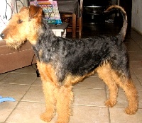 Étalon Airedale Terrier - Ellebor Des tip top terriers