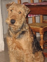 Étalon Airedale Terrier - Crack Des chardons Saint Andre