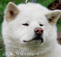 Étalon Akita - CH. Ryoko halne wzgorze