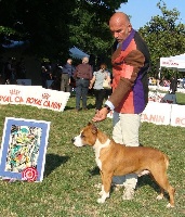 Étalon American Staffordshire Terrier - lievore's edition Zenzero
