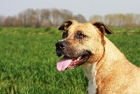 Étalon American Staffordshire Terrier - B' nikita (Sans Affixe)