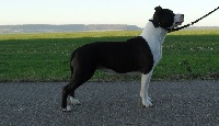 Étalon American Staffordshire Terrier - fullmoon Shadow of the sun