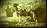 Étalon American Staffordshire Terrier - Eyoka du Parc de Combreux