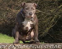 Étalon American Staffordshire Terrier - Elite-lady-diamond-blue (Sans Affixe)