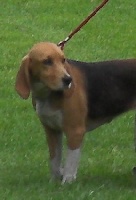 Étalon Beagle-Harrier - Duchesse du pech de brezy