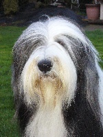 Étalon Bearded Collie - Boston Des Bergers des Mille et Une Nuit