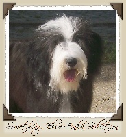 Étalon Bearded Collie - Something Else Finka'seduction'schwarze