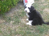 Étalon Bearded Collie - Garbo de Chester